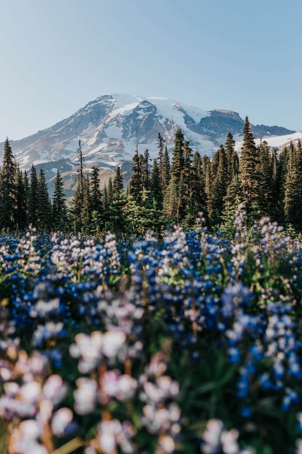 wildflowers in paradise mount rainier national park