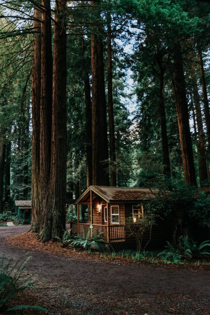 Cabin in California Redwoods