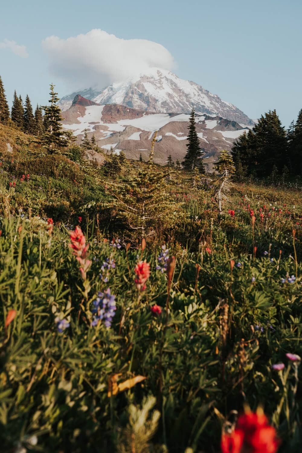 wildflowers on spray park mount rainier