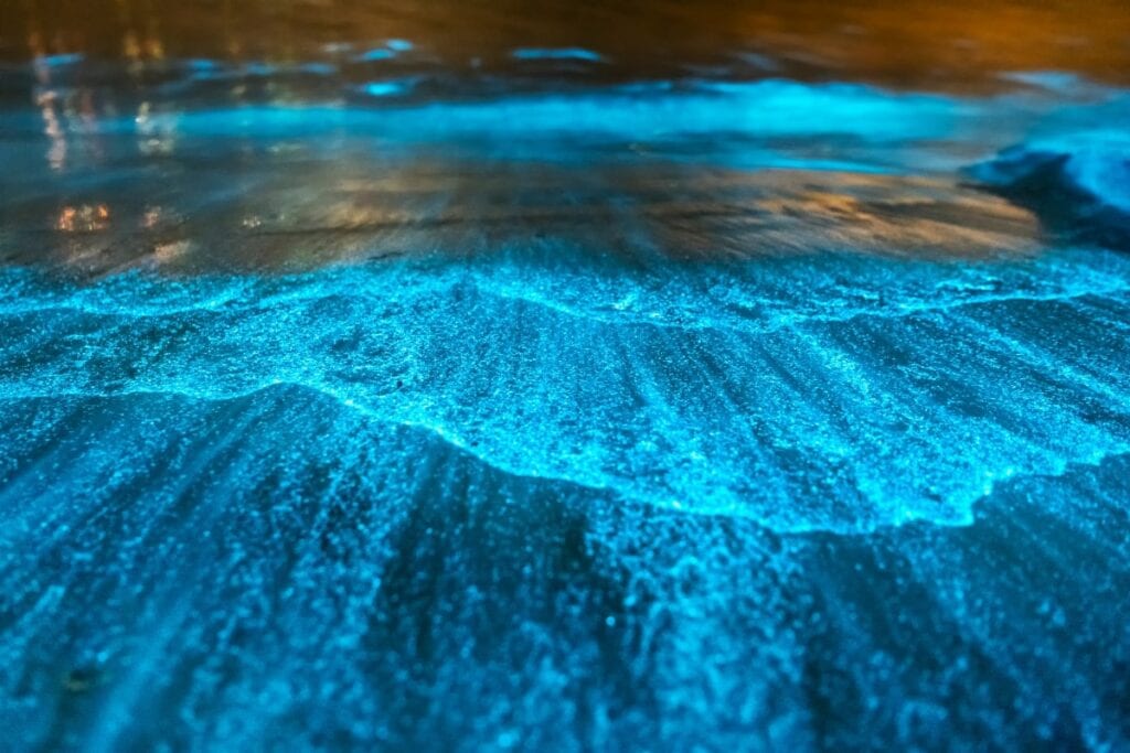 glowing blue water on a bioluminescent bay